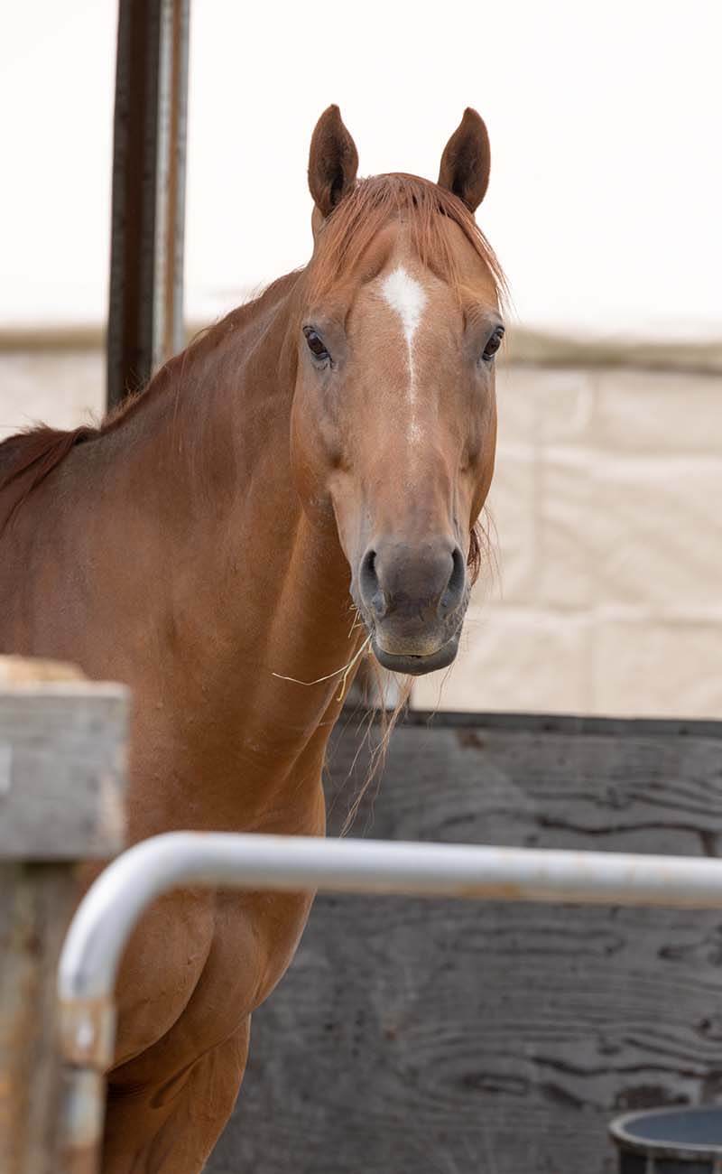 horse-riding-6